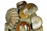 Tall, Composite Ammonite Fossil Display - Madagascar #175815-3